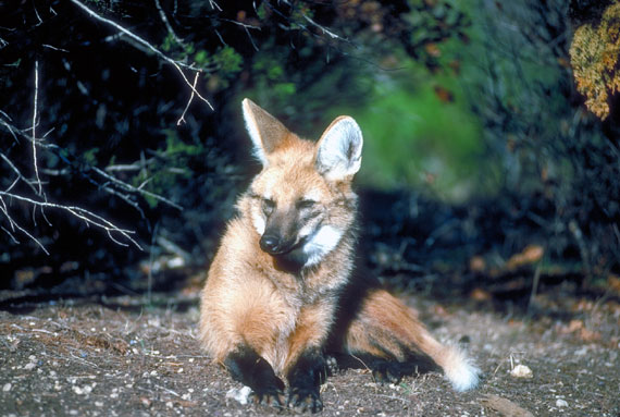 Loup &agrave; crini&egrave;re