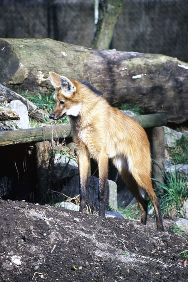 Loup &agrave; crini&egrave;re