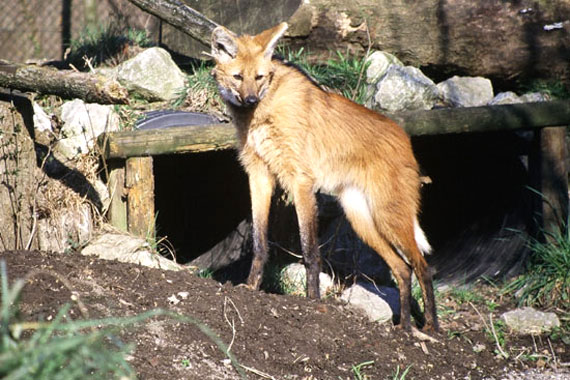 Loup &agrave; crini&egrave;re