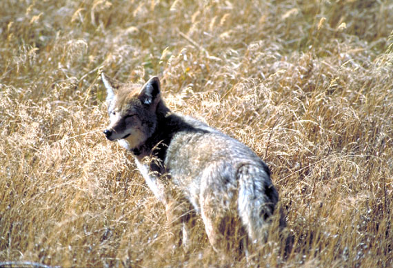 Corel as coyote01
