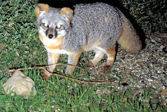 Corel as renard des iles01