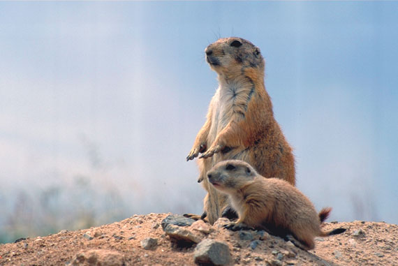 Chien de prairie (m&egrave;re et son petit)