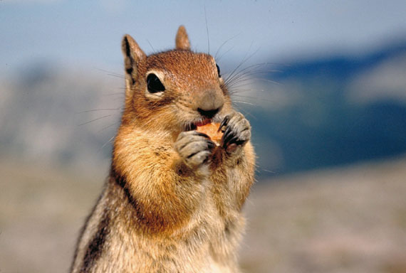 Ecureuil de Cor&eacute;e (tamia ray&eacute; asiatique)