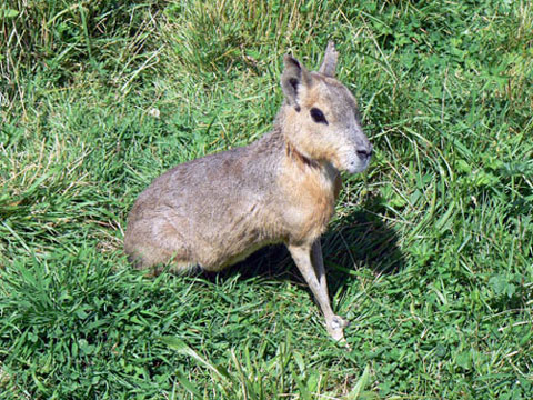 Mara