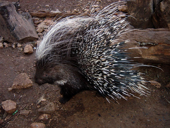 Porc-&eacute;pic &agrave; cr&ecirc;te (Afrique du Sud)