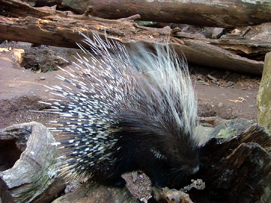 Porc-&eacute;pic &agrave; cr&ecirc;te (Afrique du Sud)
