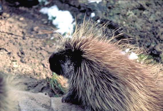 Porc-&eacute;pic d'Am&eacute;rique