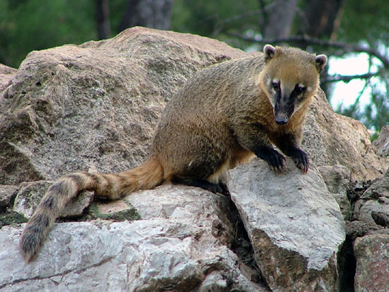 Ratons Laveurs Et Allies