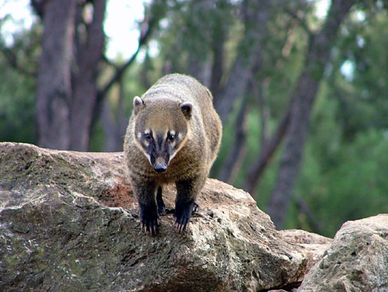 Coati brun