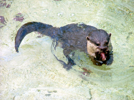 Loutre cendr&eacute;e