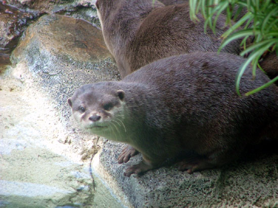 Loutre cendr&eacute;e