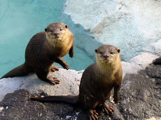 Loutre cendr&eacute;e