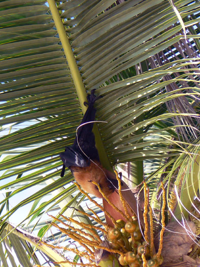 Roussette Des Seychelles