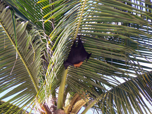 Roussette des Seychelles