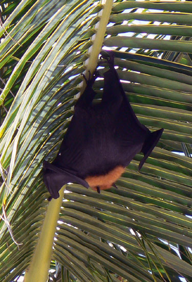 Roussette des Seychelles