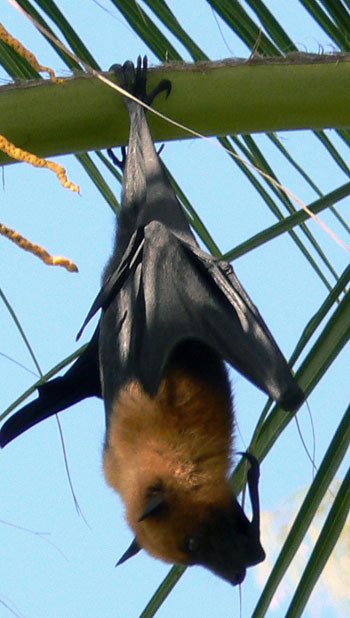 Roussette des Seychelles