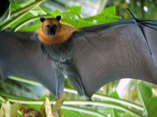 Roussette des Seychelles