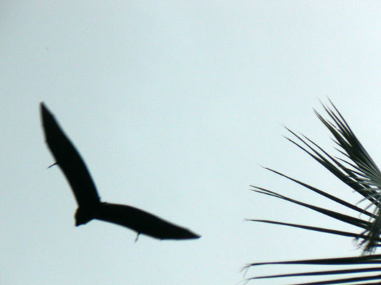 Roussette des Seychelles