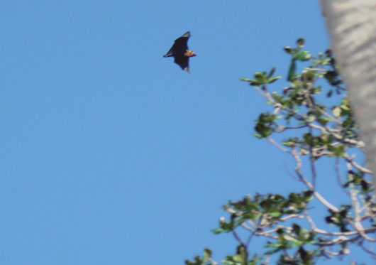 Roussette des Seychelles