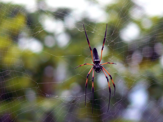 N&eacute;phile dor&eacute;e