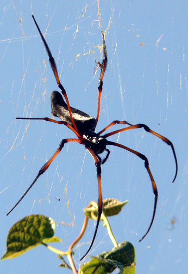 N&eacute;phile dor&eacute;e