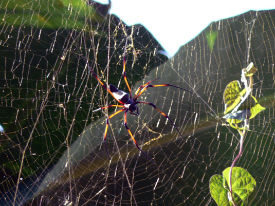 N&eacute;phile dor&eacute;e