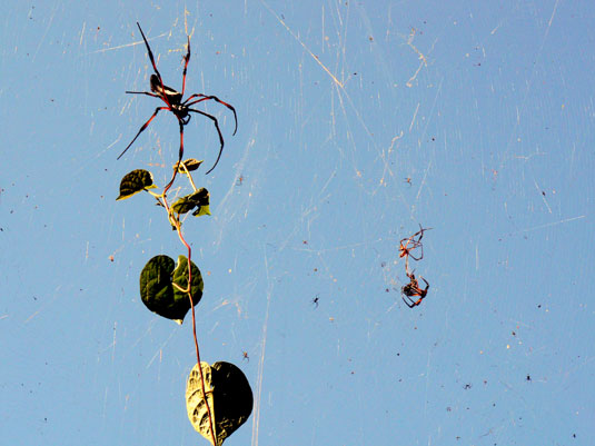 N&eacute;phile dor&eacute;e