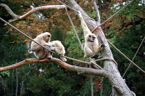 Gibbon Lar (gibbon A Mains Blanches)