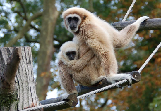 Gibbon lar (gibbon &agrave; mains blanches)