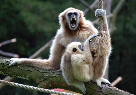 Gibbon lar (gibbon &agrave; mains blanches)