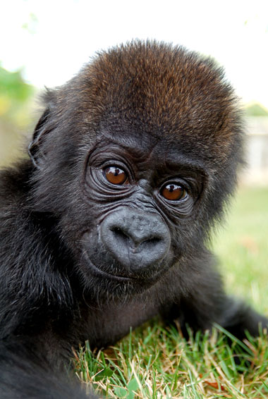 Bebe Gorille (Miliki)