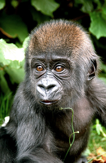 B&eacute;b&eacute; gorille