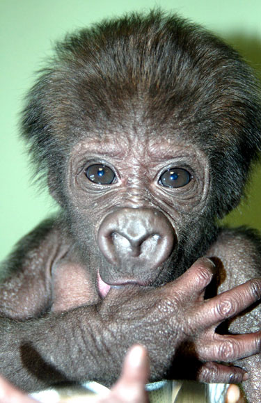 B&eacute;b&eacute; gorille