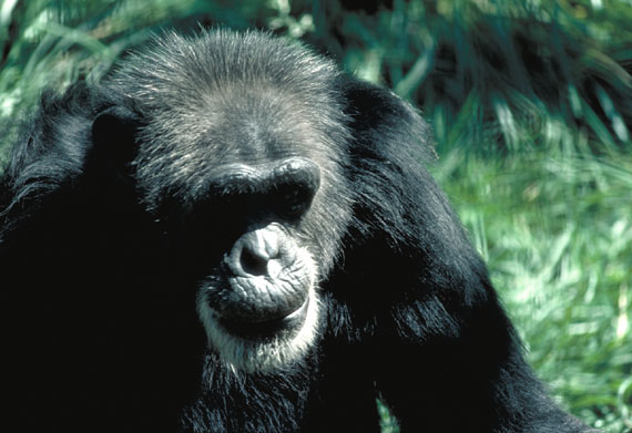 Chimpanze