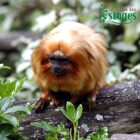 Tamarin lion dor&eacute;