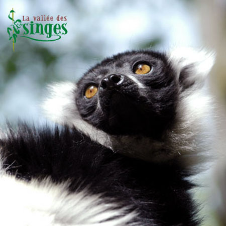 Maki Vari (l&eacute;mur vari&eacute;)