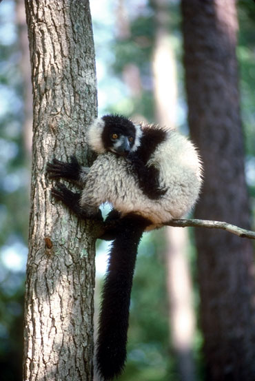 Maki Vari (lemur Varie)