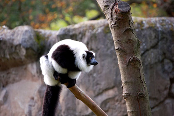 Maki Vari (l&eacute;mur vari&eacute;)