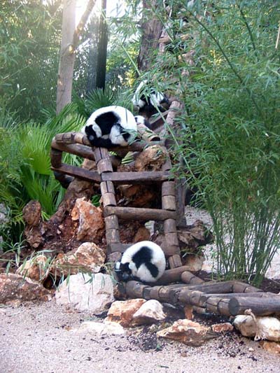 Maki Vari (l&eacute;mur vari&eacute;)