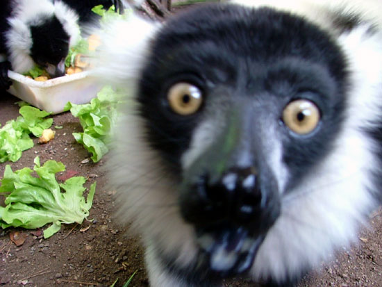 Maki Vari (l&eacute;mur vari&eacute;)