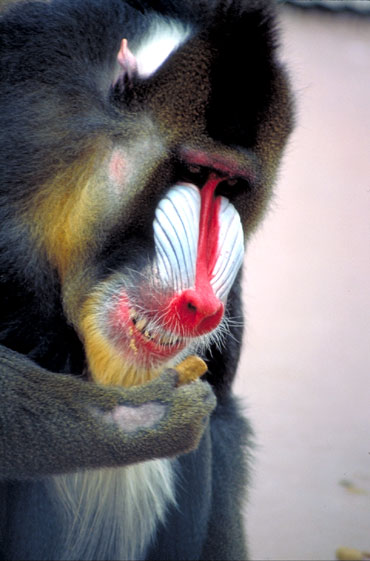 MANDRILL