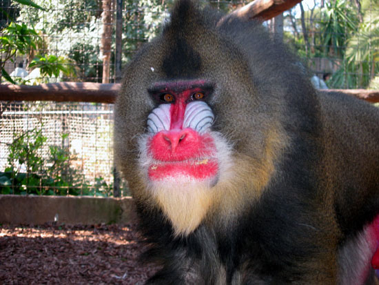 Mandrill