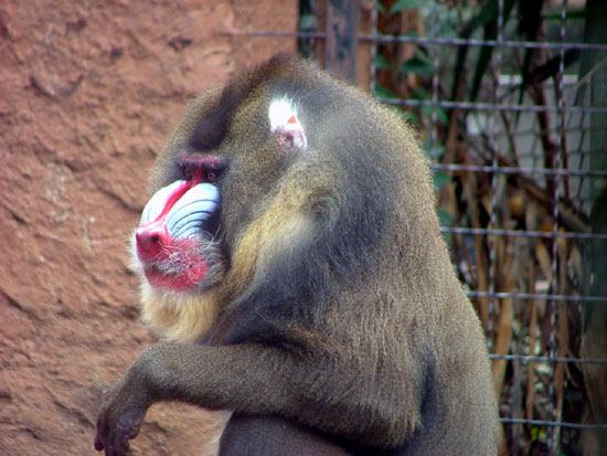 Mandrill
