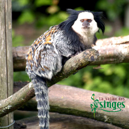 OUISTITi a face blanche1