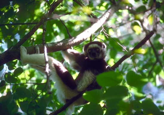 Corel em propithequedeverreaux01