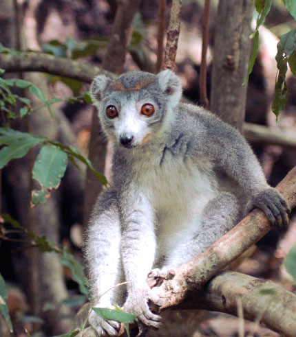 L&eacute;mur couronn&eacute;