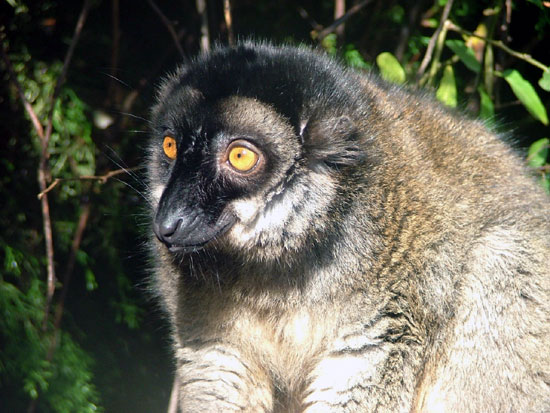 L&eacute;mur brun (maki brun)