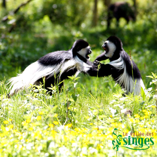 Colobe gu&eacute;r&eacute;za