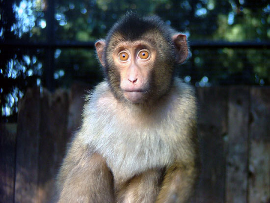 Macaque &agrave; queue de cochon
