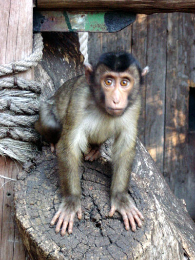 Macaque &agrave; queue de cochon